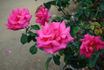 Captain Harry Stebbings rose photo