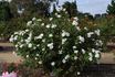 Elfe rose photo