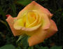 Hiroshima's Children rose photo