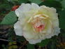 Edith Schurr rose photo