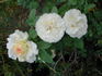 Edith Schurr rose photo