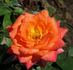 Veldfire rose photo