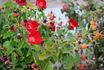 Karen Poulsen rose photo