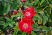 Karen Poulsen rose photo