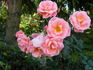 Fredensborg Castle rose photo