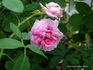 Bessie Johnson rose photo