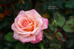 Bill Warriner ™ rose photo