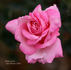 Pink Lustre rose photo
