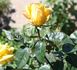 Isobel Harkness rose photo