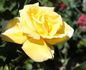 Isobel Harkness rose photo