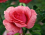 Sebastian Schultheis rose photo