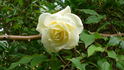 Sir George Watt ™ rose photo