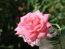 GTDLFED rose photo