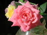 GTDLFED rose photo