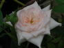GTDLFED rose photo