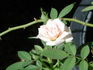 GTDLFED rose photo