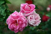 Monsieur Gourdault rose photo