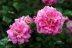 Monsieur Gourdault rose photo
