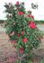 Mary Hart, Cl. rose photo