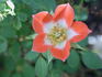 Micro sport rose photo