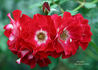 Pirouette rose photo
