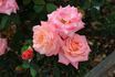 Bill Warriner ™ rose photo
