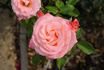 Bill Warriner ™ rose photo