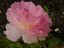 Gala Charles Aznavour ® rose photo