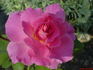 Gala Charles Aznavour ® rose photo