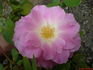Gala Charles Aznavour ® rose photo