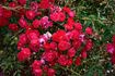 Eutin rose photo