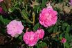 Madame Prévost rose photo