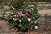 Madame Prévost rose photo