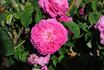 Madame Prévost rose photo