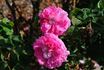 Madame Prévost rose photo