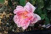 Mrs. Fred Searl rose photo