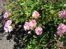 CA-22 rose photo