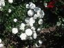 Pixie rose photo