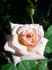APMXSL rose photo