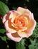 APMXSL rose photo