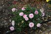 Rosenelfe rose photo