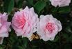 Rosenelfe rose photo