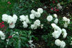White Meillandina rose photo