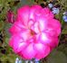 Alice Pat rose photo