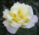 Miyabi rose photo