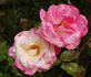 Circus Knie ® rose photo