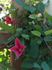 Princess Diana clematis photo