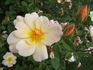 Lemon Tea rose photo