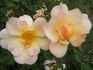 Lemon Tea rose photo