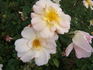 Lemon Tea rose photo